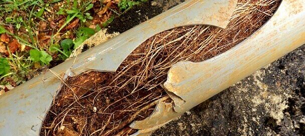 Root goes through pipe in fall weather